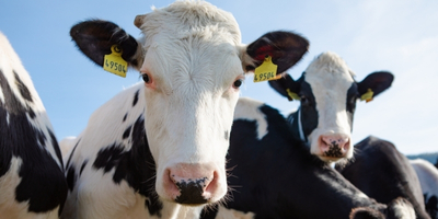 Checklist Harian Peternak Sapi Perah untuk Produksi Stabil