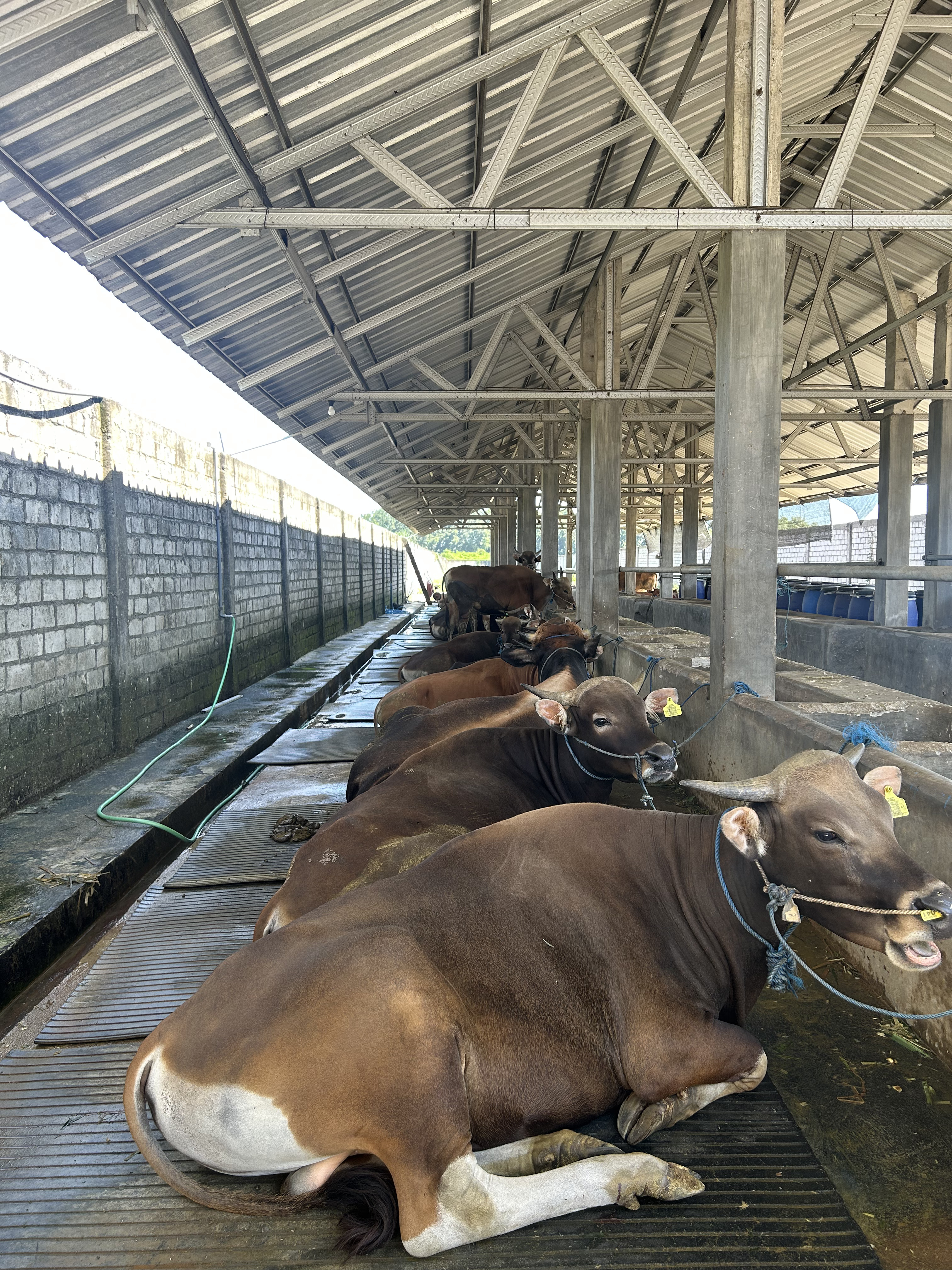 Setelah Tahu Kesalahannya, Ini Langkah Nyata Memperbaiki Kandang Sapi agar Lebih Efisien