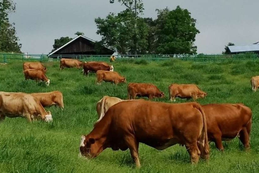 Populasi Sapi Lokal & Tantangan Swasembada